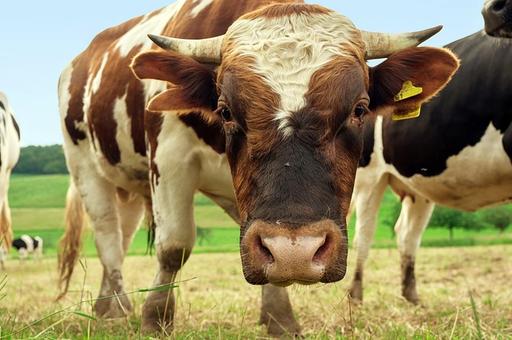 Минсельхоз разработал проект повышения генетического потенциала коров и быков