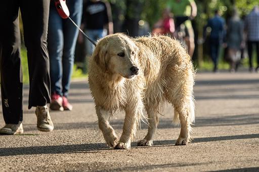 Владельцам собак определят законом места для прогулок с питомцами