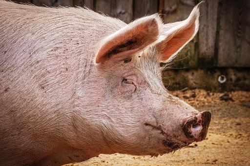 Африканская чума свиней охватила шесть штатов Нигерии