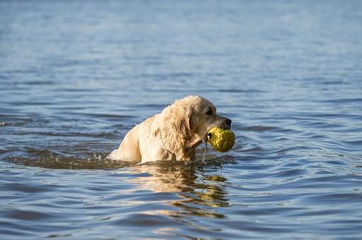 Правила безопасного отдыха с собакой на водоемах