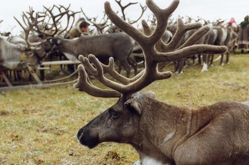 Как маркируют оленей в Ямало-Ненецком автономном округе