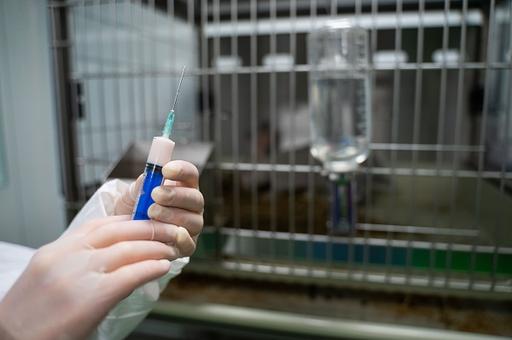 Ученые ВНИИЗЖ разработали вакцину против стрептококкоза свиней