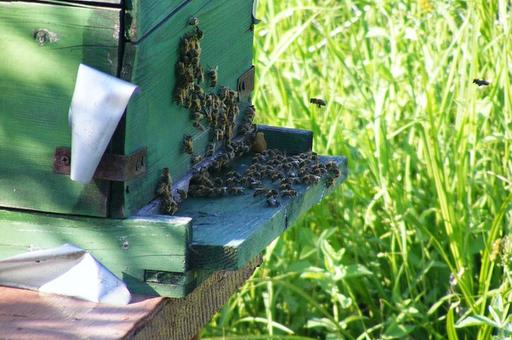 Как пчеловоду правильно оформить документы для продажи меда
