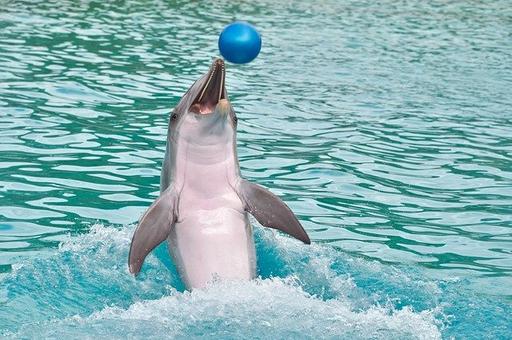В Госдуме намерены ужесточить законодательство после гибели дельфина в Алуште