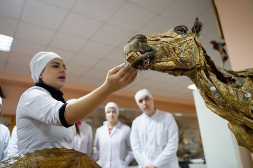 31 августа в России отмечается День ветеринарного работника