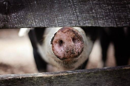 МЭБ: африканская чума свиней уничтожила в Азии 7 миллионов животных