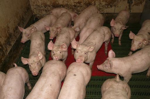 Россельхознадзор: вспышка АЧС тяжело отразится на свиноводстве Германии