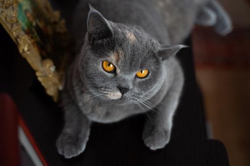 Проект закона о запрете изъятия за долги кошек и собак внесен в Госдуму