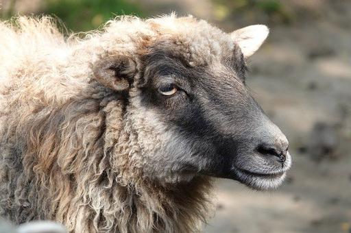 Вспышка оспы овец выявлена в Калужской области