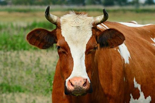Как мастит у коров влияет на качество молока