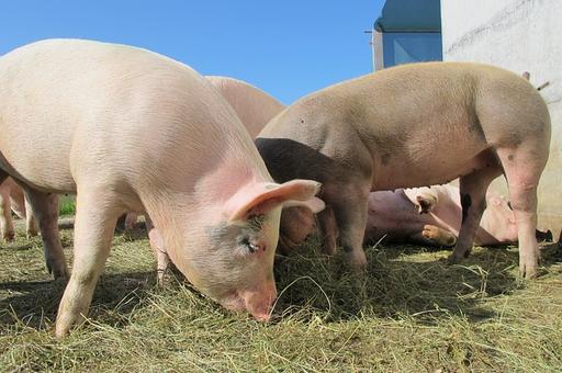 Таиланд удвоил экспорт живых свиней на азиатский рынок с начала 2020 года