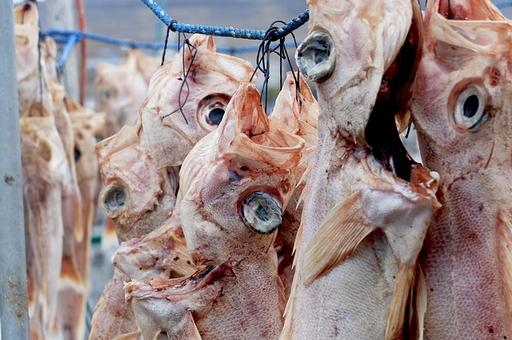 Эксперты WWF* советуют отказаться от потребления морского окуня