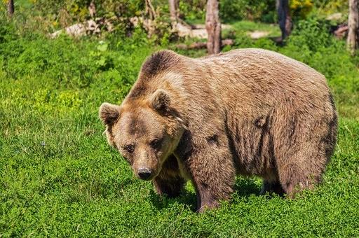 В Кировской области выявлен больной трихинеллезом медведь