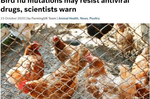 В Институте Пирбрайта предупредили об опасности мутации вируса птичьего гриппа