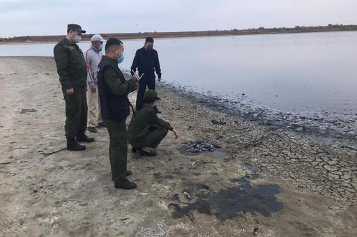 Эксперты назвали предварительную причину массового мора рыбы в Калмыкии