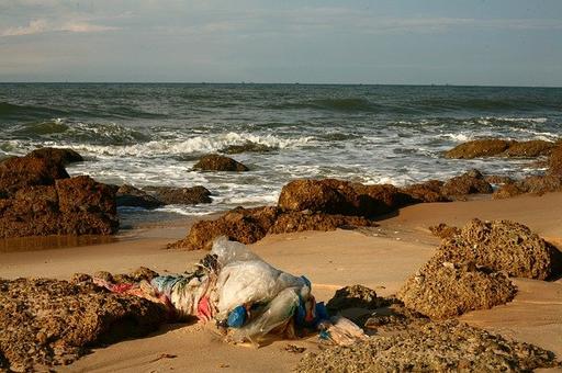 WWF* зафиксировал сброс загрязненных вод у берегов Камчатки