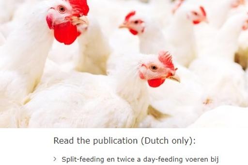 Исследование: как двухразовое кормление влияет на продуктивность кур