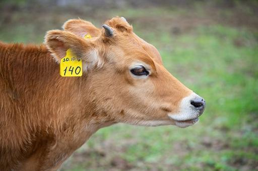 В Якутске началась маркировка скота и домашних животных