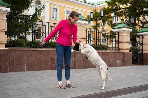 Как регистрируют домашних животных в Москве