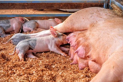 Ученые: сократить применение антибиотиков в свиноводстве помогут дрожжи