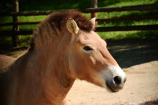 В США клонировали исчезающую породу лошадей