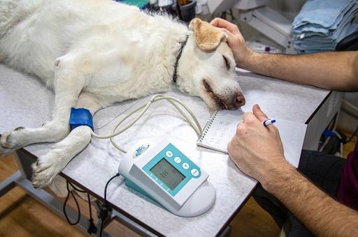 Ветврачи сообщили о выявлении дирофиляриоза у собаки в Приамурье