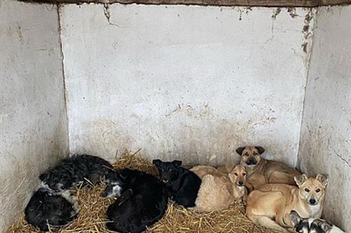 Госдума просит Генпрокуратуру взять под контроль ситуацию в иркутском приюте для собак