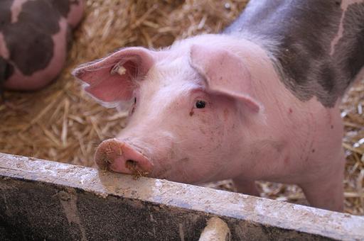 Россельхознадзор назвал регионы-лидеры по свиноводческим хозяйствам с высоким уровнем защиты