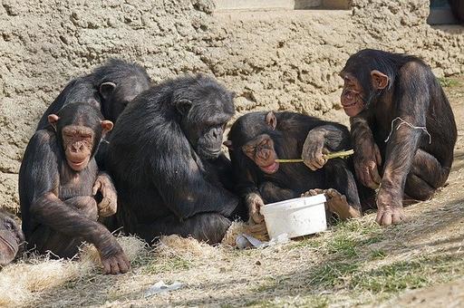 Ученые впервые обнаружили проказу у шимпанзе
