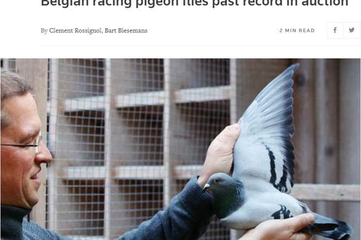 Гоночного голубя из Бельгии продали за 1,6 млн евро в Китай