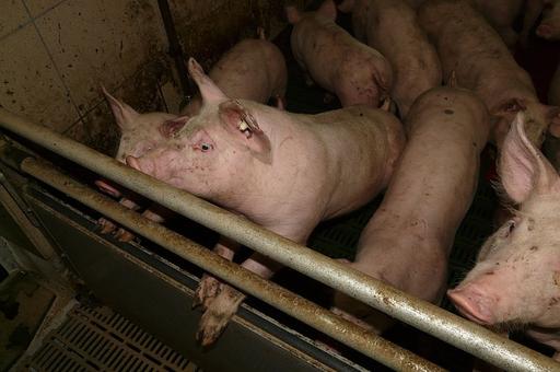 Минсельхоз изменил правила определения зоосанитарного статуса свиноводческих хозяйств