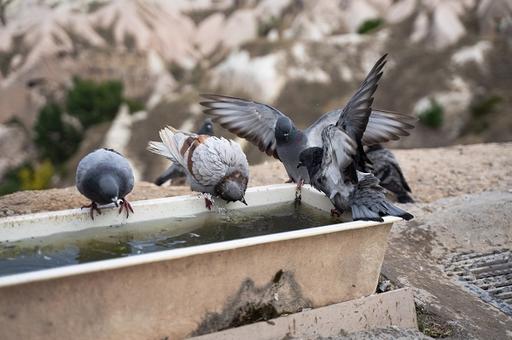Городские птицы заводят больше птенцов из-за светового загрязнения