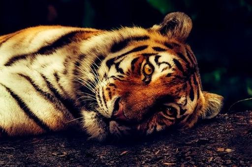 В США тигры в зоопарке заболели COVID-19