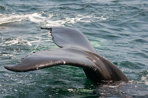 Фонд защиты китов предлагает ввести мораторий на китобойный промысел
