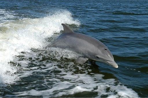 В Госдуму внесен законопроект о запрете отлова дельфинов для развлечений