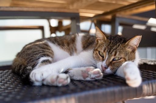 Япония сообщила в МЭБ о выявлении COVID-19 у домашних кошек