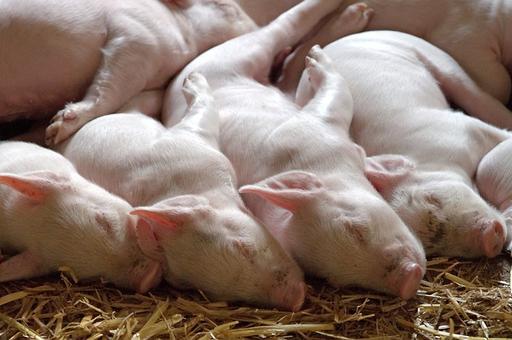 В США впервые одобрили разведение ГМ-свиней