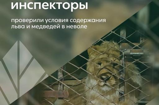 Росприроднадзор проверил содержание в неволе льва и медведей в Пермском крае