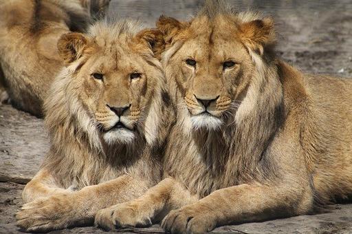 В зоопарке Барселоны у четырех львов подтвердили коронавирус