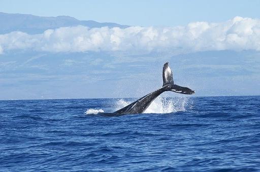 Ученые прогнозируют вымирание двух видов китов