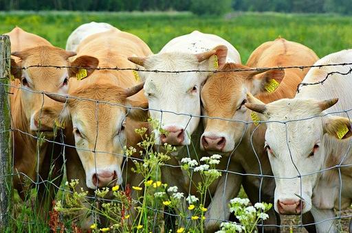 Россельхознадзор выявил нарушения биозащиты пермской фермы, где пали коровы