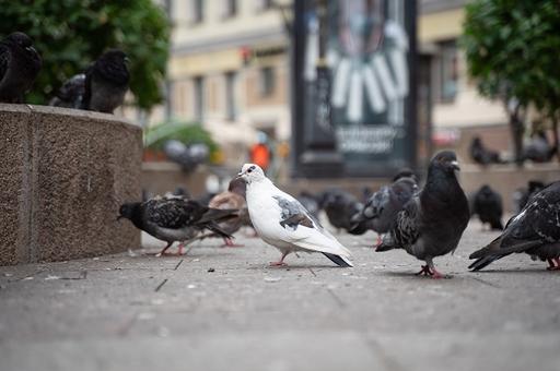 В Евразии выявлено 143 новых очага гриппа птиц