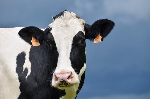 «Агропромкомплектация» в марте ожидает поставки племенного скота из ФРГ и Нидерландов