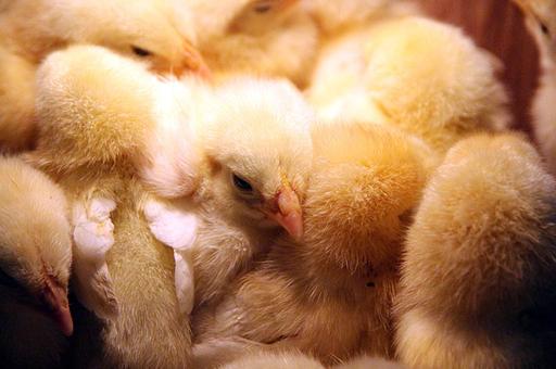 Минсельхоз ФРГ планирует с конца 2021 года запретить уничтожение суточных цыплят мужского пола