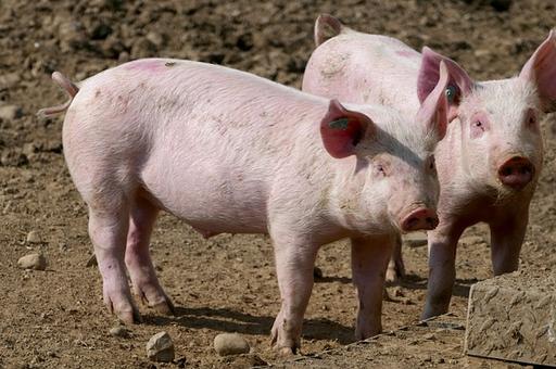 Свиньи оказались уязвимы к новому коронавирусу