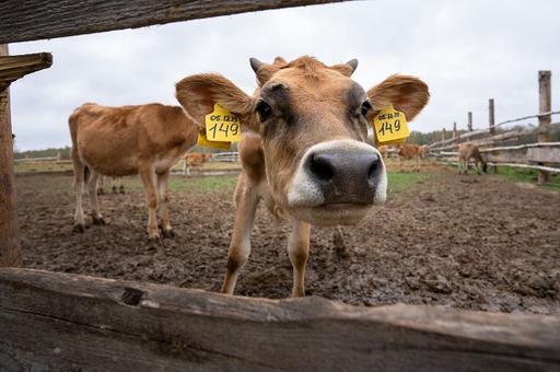 Ученые нашли у коров гены, отвечающие за устойчивость к морозу