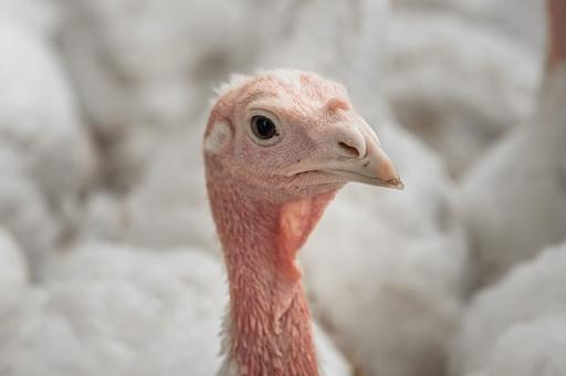 Россия запретила ввоз продукции птицеводства из ряда стран и территорий ЕС из-за гриппа птиц