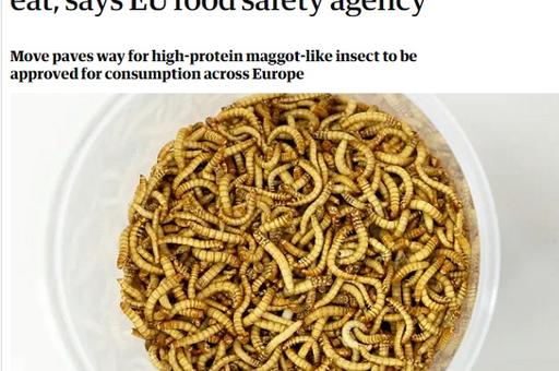 Мучных червей признали безопасной едой в Европе