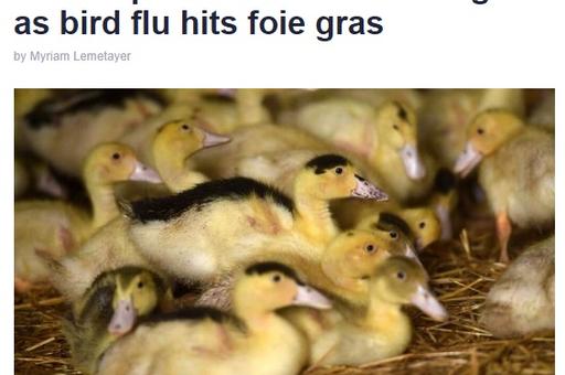 Французские производители фуа-гра заявили о массовом убое уток из-за гриппа птиц