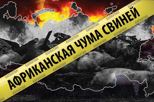 Очаг АЧС ликвидируют на предприятии «Черкизово» в Тамбовской области